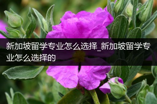 新加坡留学专业怎么选择_新加坡留学专业怎么选择的