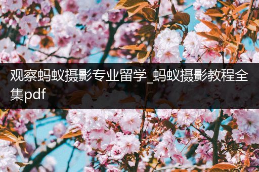 观察蚂蚁摄影专业留学_蚂蚁摄影教程全集pdf